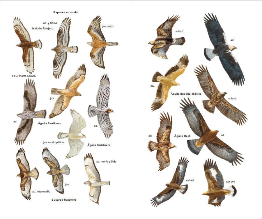 Aves de España sample page